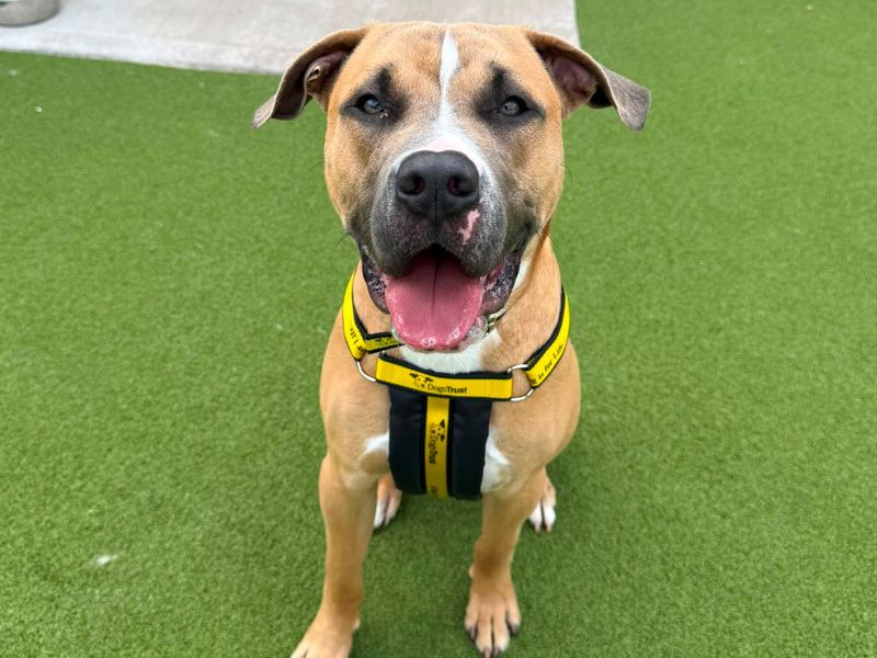 Simon | Terrier (Staffordshire Bull) Cross | Shrewsbury (Shropshire) - 4