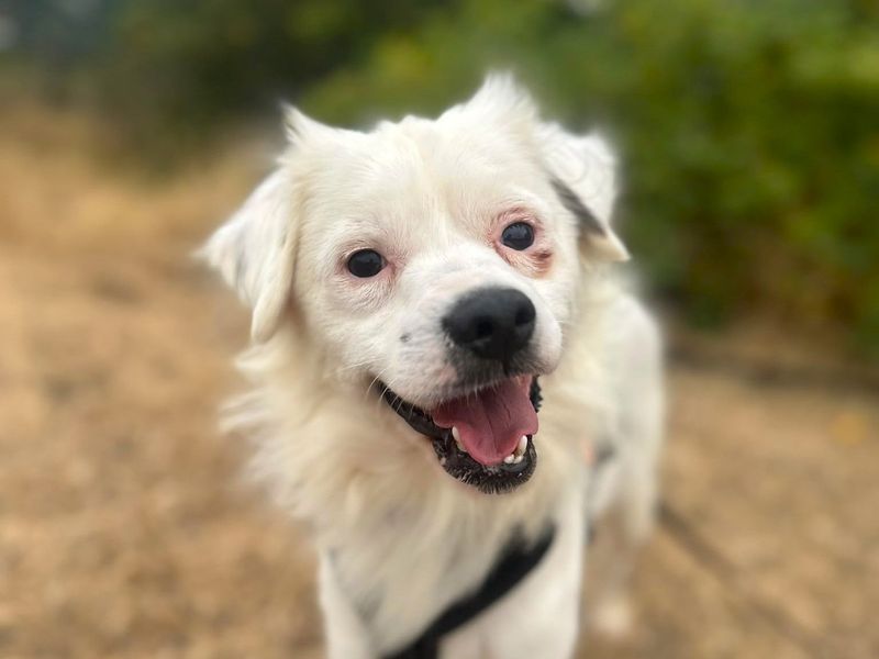 Rupert | Terrier (Jack Russell) Cross | Harefield West London - 4
