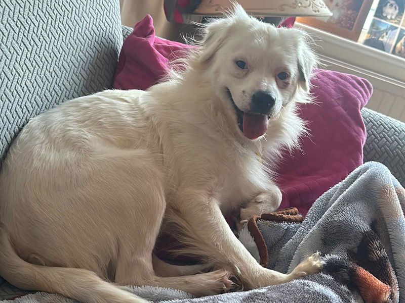 Rupert | Terrier (Jack Russell) Cross | Harefield West London - 3