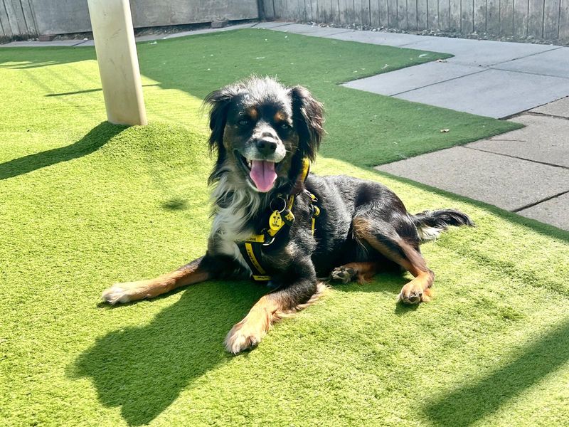 Jinx | Terrier (Jack Russell) Cross | Harefield West London - 2