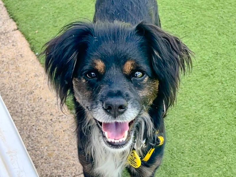 Jinx | Terrier (Jack Russell) Cross | Harefield West London - 4