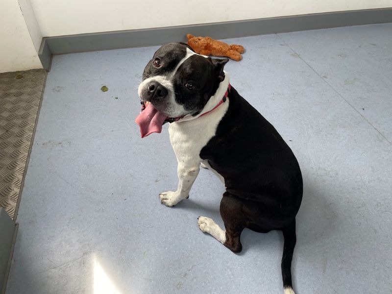 Loma | Terrier (Staffordshire Bull) | Cardiff - 3