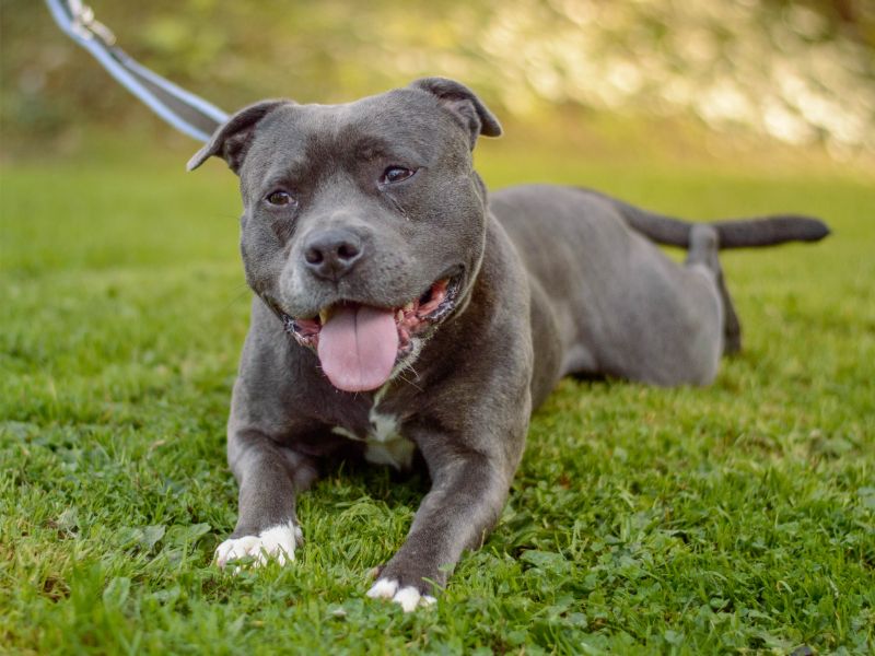Ragnar | Terrier (Staffordshire Bull) | Kenilworth (West Midlands) - 3