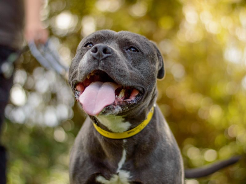 Ragnar | Terrier (Staffordshire Bull) | Kenilworth (West Midlands) - 2
