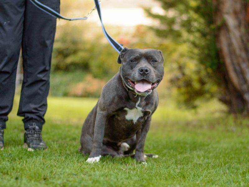 Ragnar | Terrier (Staffordshire Bull) | Kenilworth (West Midlands) - 4