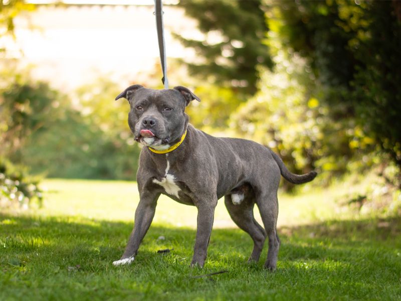 Staffordshire Bull Terrier Dogs And Puppies For Adoption