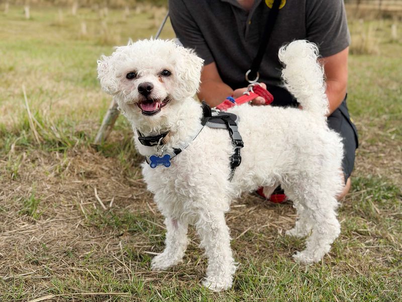 Albie - Image 4 of 4