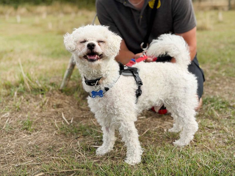 Albie | Bichon Frise Cross | Leeds - 4