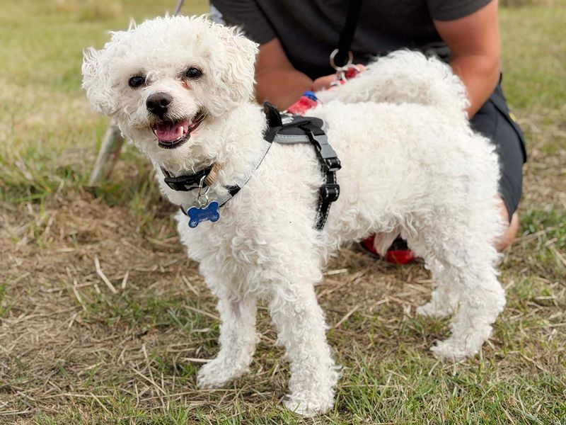Albie | Bichon Frise Cross | Leeds - 3