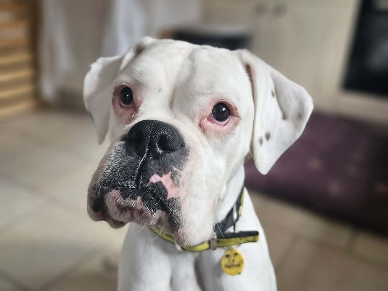 Delilah | Boxer | Newbury (Berkshire) - 2