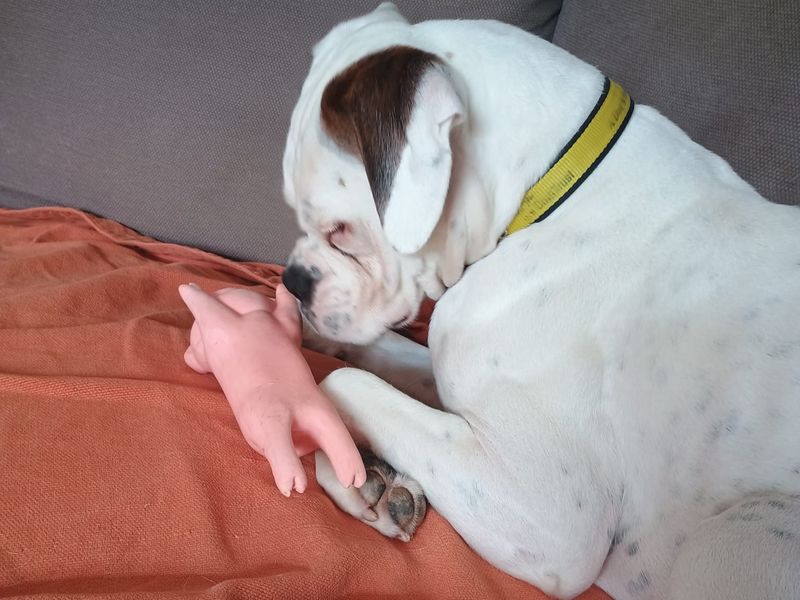 Daisy | Boxer | Newbury (Berkshire) - 4
