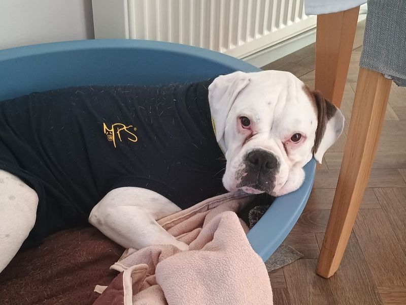 Daisy | Boxer | Newbury (Berkshire) - 5