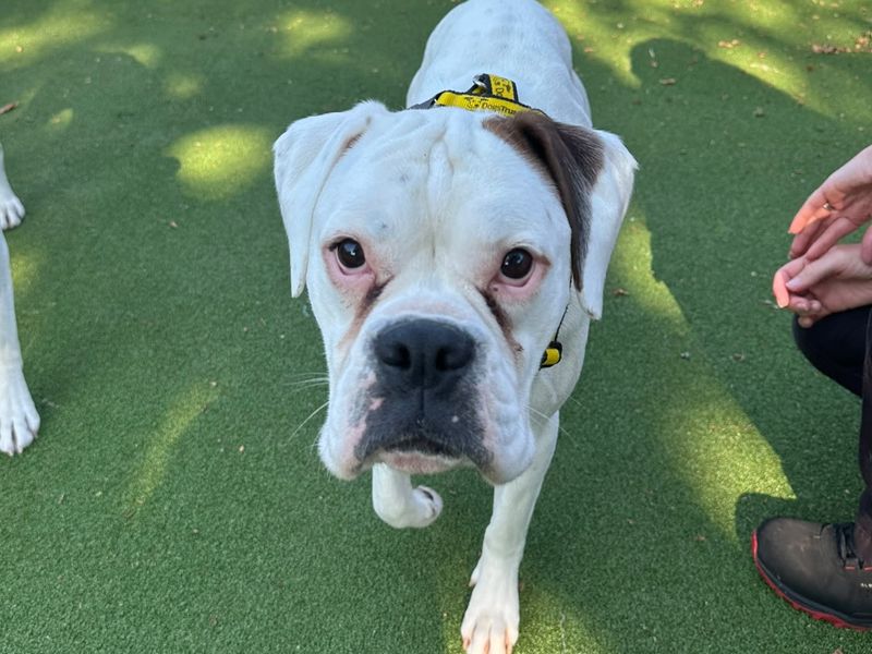Daisy | Boxer | Newbury (Berkshire) - 2