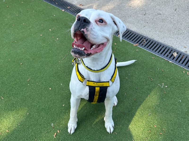 Daisy | Boxer | Newbury (Berkshire) - 3