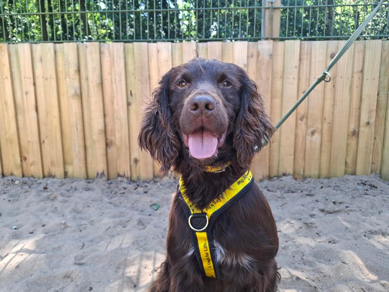 Burt | Spaniel (Cocker) | Ilfracombe - 2