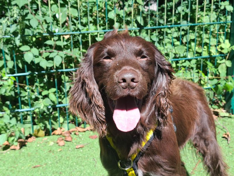 Burt | Spaniel (Cocker) | Ilfracombe - 4