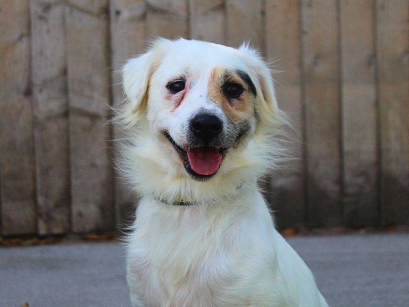 Horace | Terrier (Jack Russell) Cross | Manchester - 5