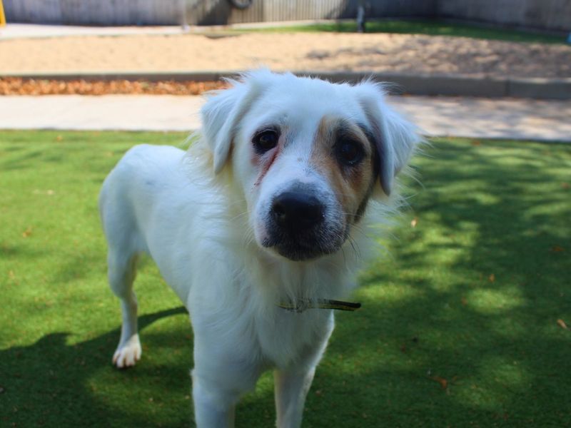 Horace | Terrier (Jack Russell) Cross | Manchester - 2