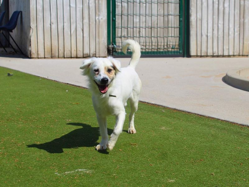Horace | Terrier (Jack Russell) Cross | Manchester - 3