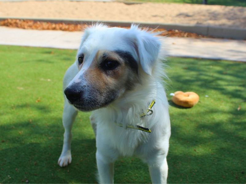 Horace | Terrier (Jack Russell) Cross | Manchester - 6