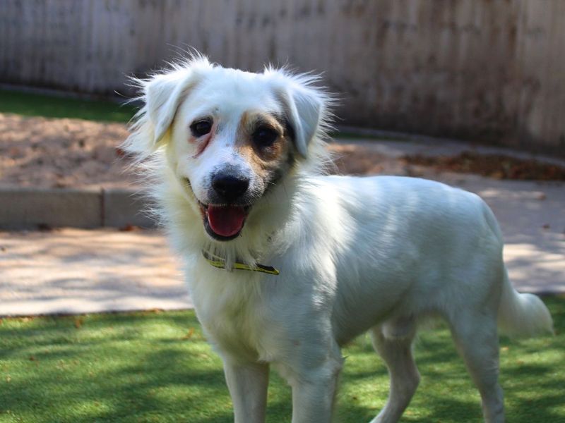 Horace | Terrier (Jack Russell) Cross | Manchester - 1