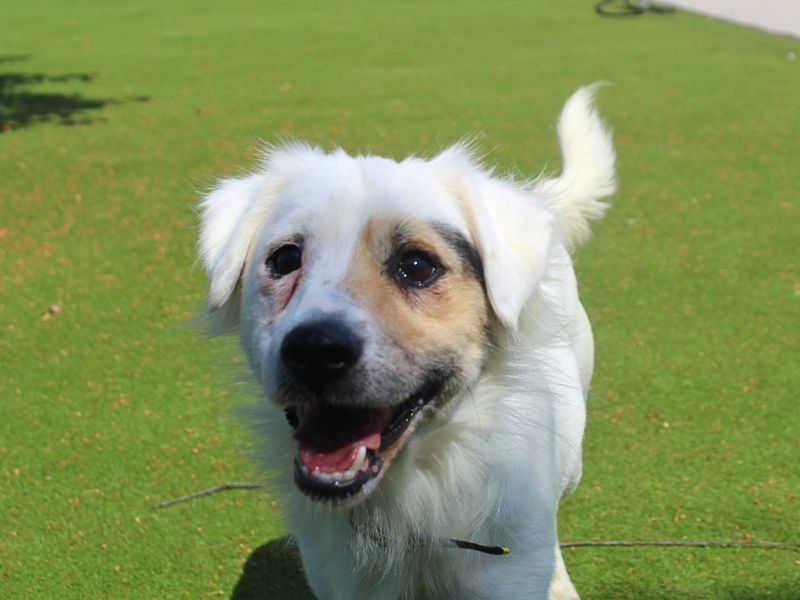 Horace | Terrier (Jack Russell) Cross | Manchester - 4