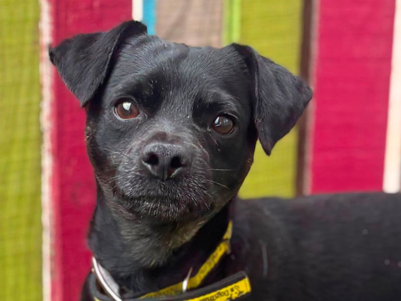 Jack Russell Terrier Dogs And Puppies For Adoption