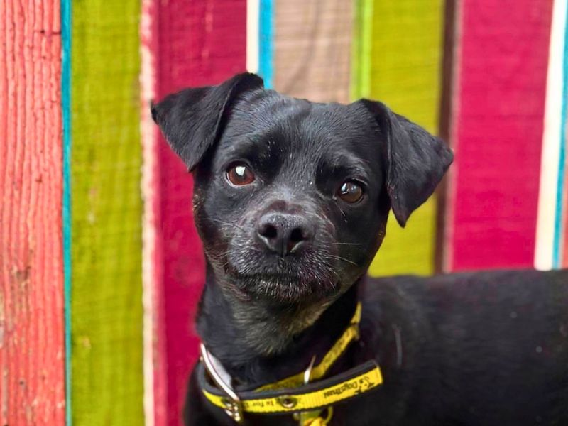 Richie | Terrier (Jack Russell) Cross | Manchester - 3