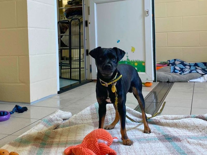 Richie | Terrier (Jack Russell) Cross | Manchester - 1