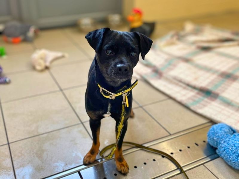Richie | Terrier (Jack Russell) Cross | Manchester - 4