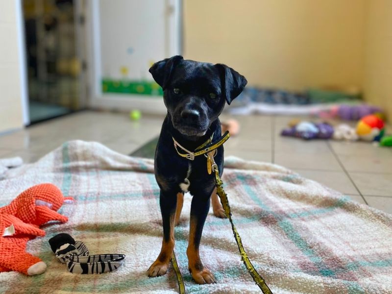 Richie | Terrier (Jack Russell) Cross | Manchester - 5