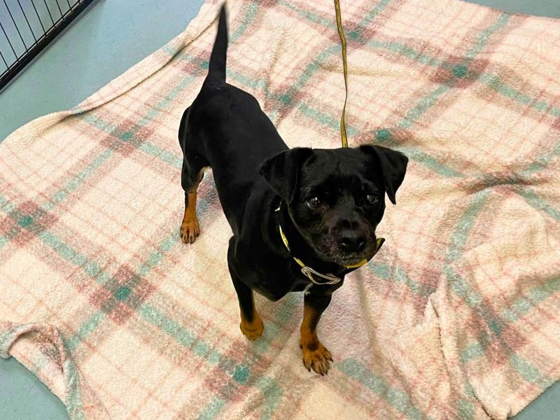 Richie | Terrier (Jack Russell) Cross | Manchester - 2