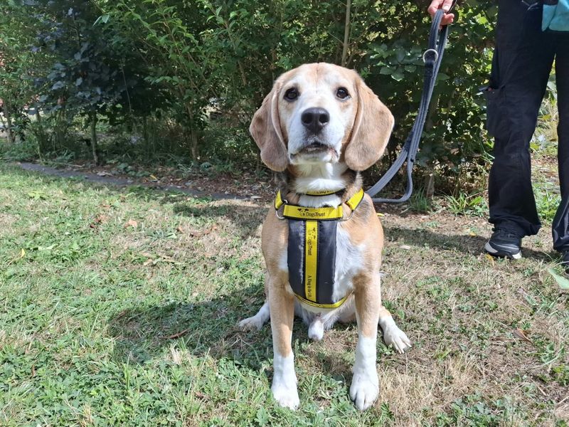 Benson | Beagle | Ilfracombe - 3