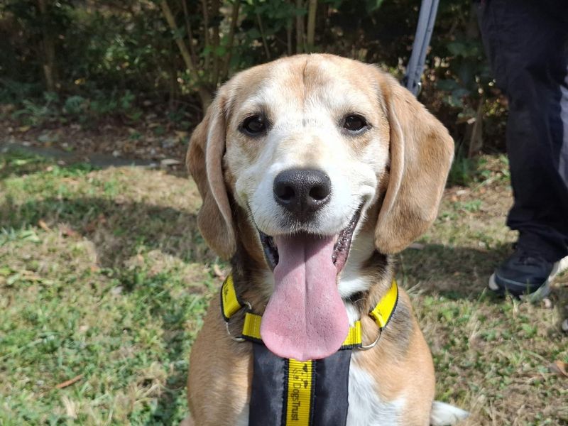 Benson | Beagle | Ilfracombe - 1