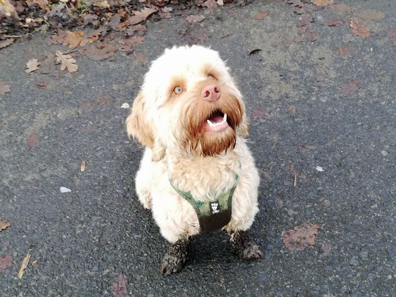 Alfie - Image 2 of 3