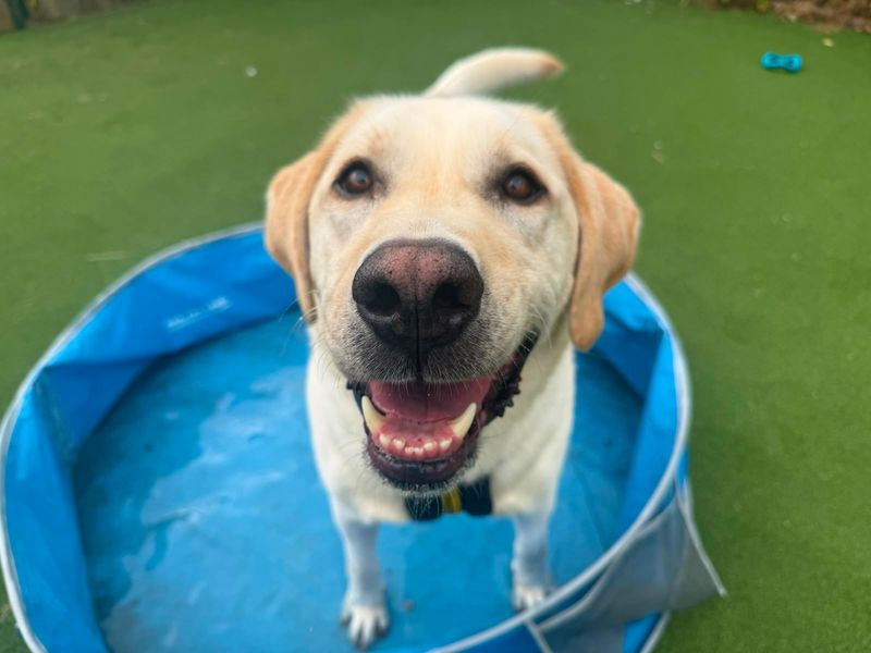 Basil | Retriever (Labrador) Cross | Glasgow - 3