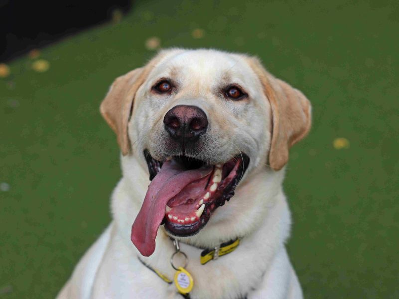 Basil | Retriever (Labrador) Cross | Glasgow - 1