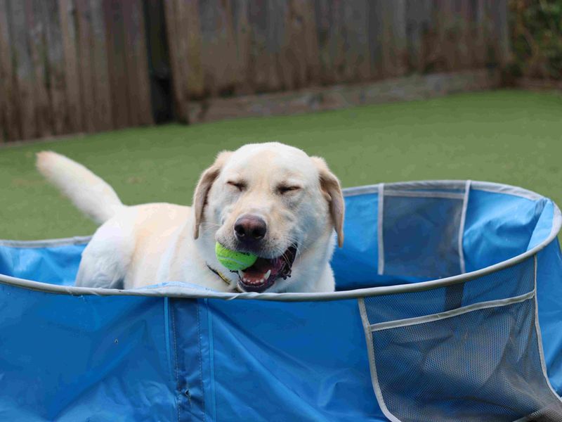 Basil | Retriever (Labrador) Cross | Glasgow - 2