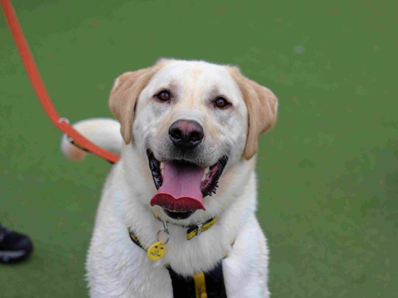 Basil | Retriever (Labrador) Cross | Glasgow - 4