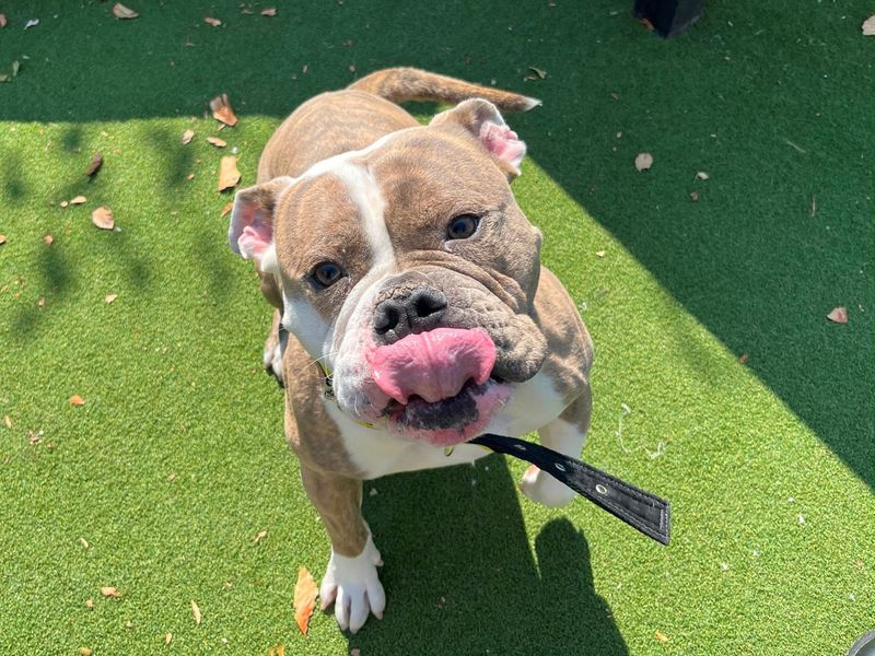 Coco | Bulldog | Cardiff - 4