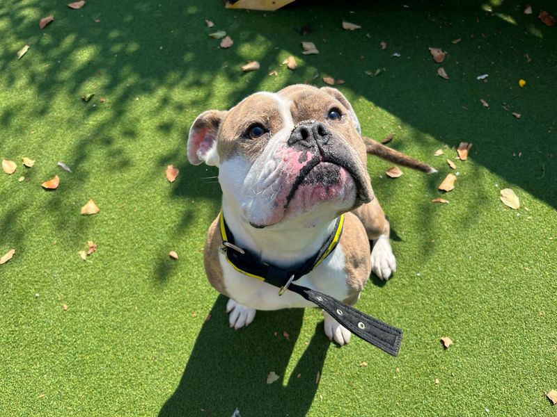 Coco | Bulldog | Cardiff - 3