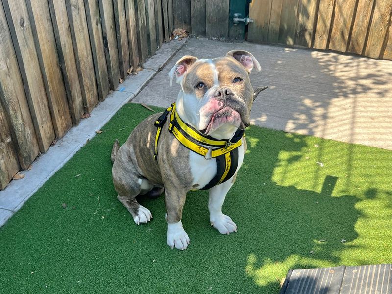 Coco | Bulldog | Cardiff - 2