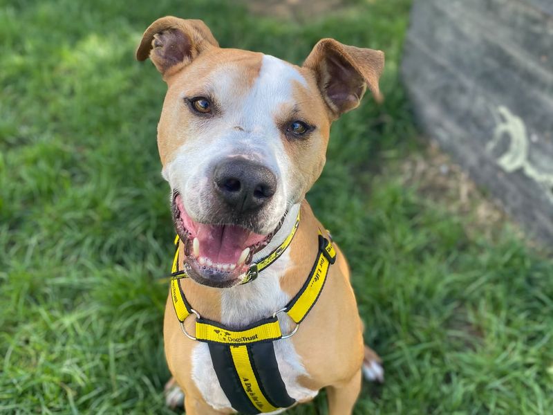 Sammy | Terrier (Staffordshire Bull) Cross | Shrewsbury (Shropshire) - 3