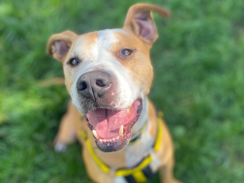 Sammy | Terrier (Staffordshire Bull) Cross | Shrewsbury (Shropshire) - 2