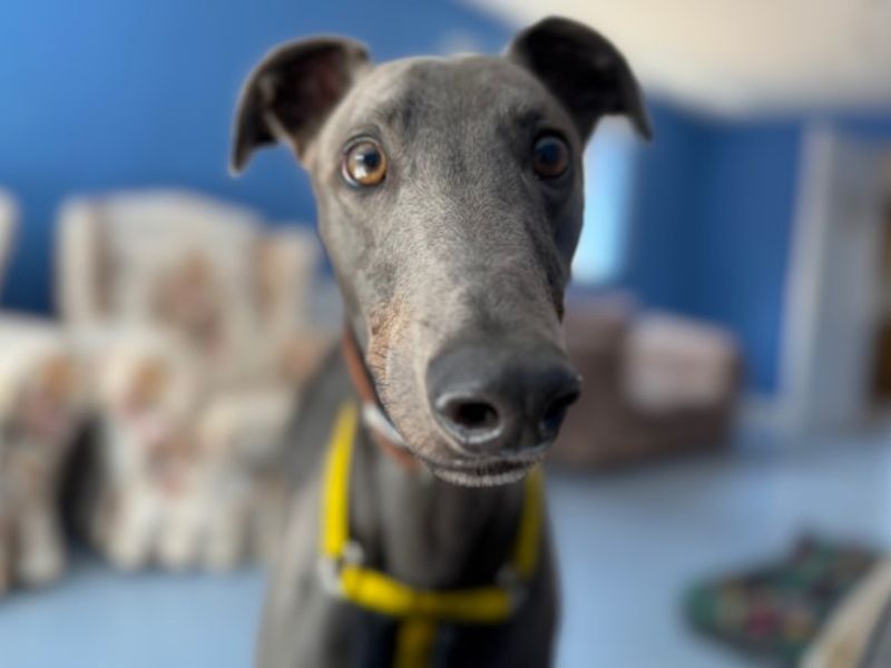 Sully | Greyhound | Loughborough - 1