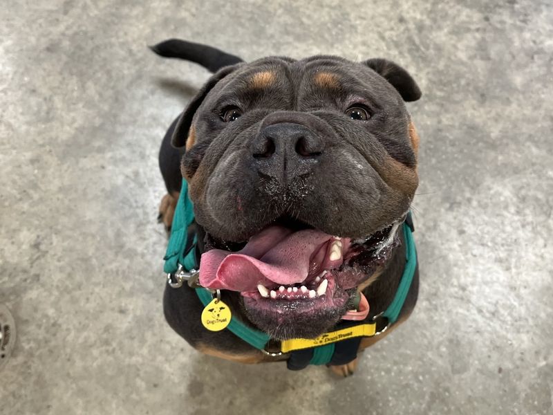 Benny | Bulldog | Salisbury (Wiltshire) - 6
