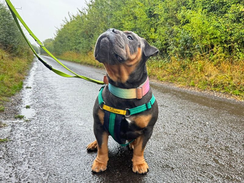 Benny | Bulldog | Salisbury (Wiltshire) - 7