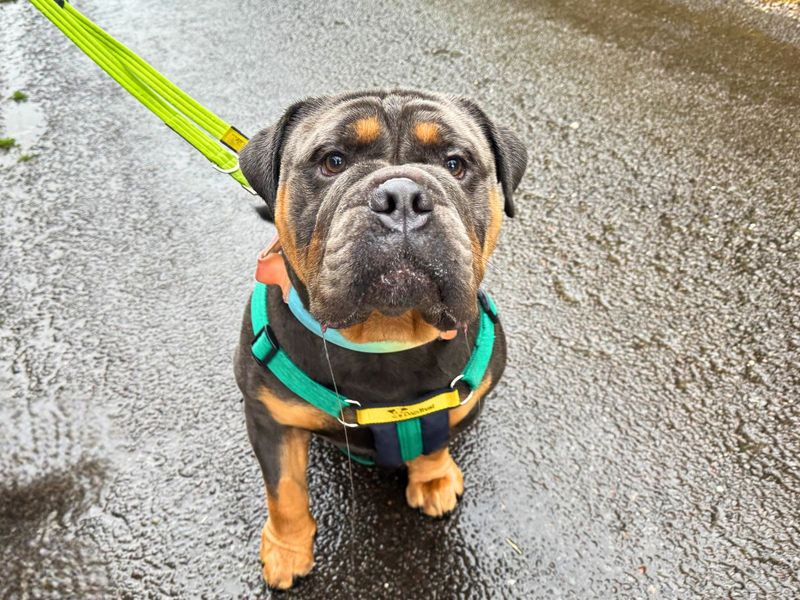 Benny | Bulldog | Salisbury (Wiltshire) - 9