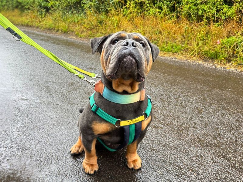 Benny | Bulldog | Salisbury (Wiltshire) - 4