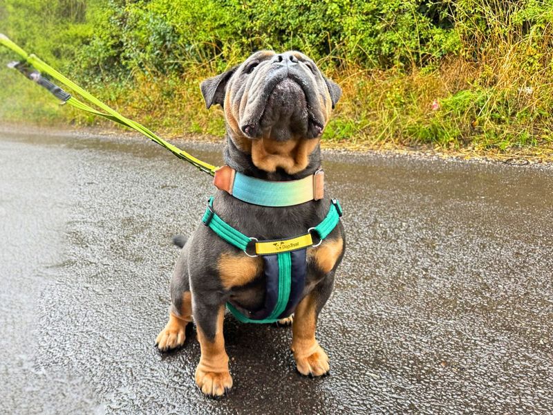 English Bulldog Dogs And Puppies For Adoption